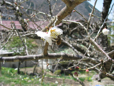 梅桜.JPG