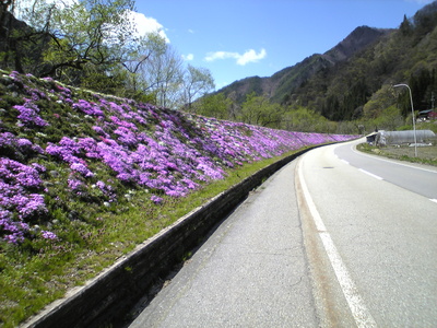 葛山芝桜.JPG